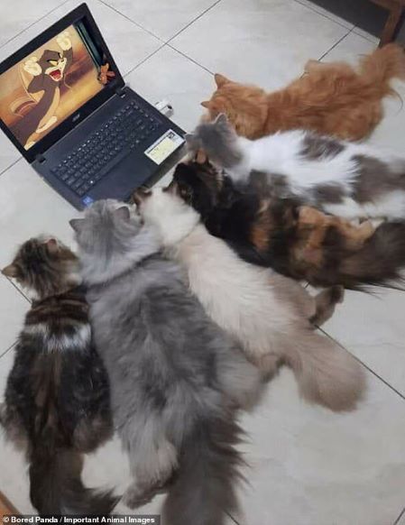 why you should have cat laptop.jpg